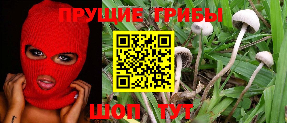 Псилоцибиновые грибы Psilocybine cubensis Кузнецк
